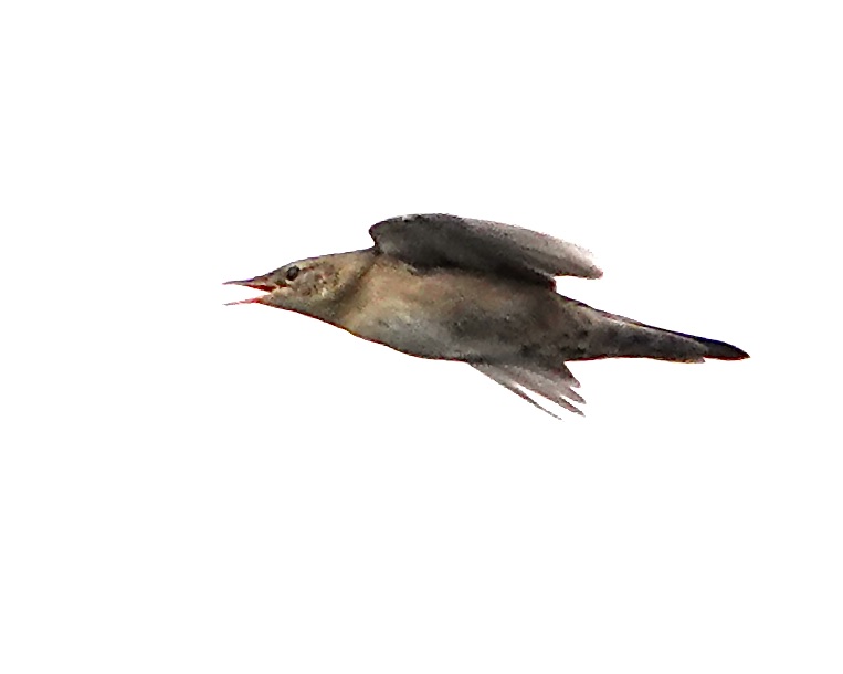 Savi's warbler